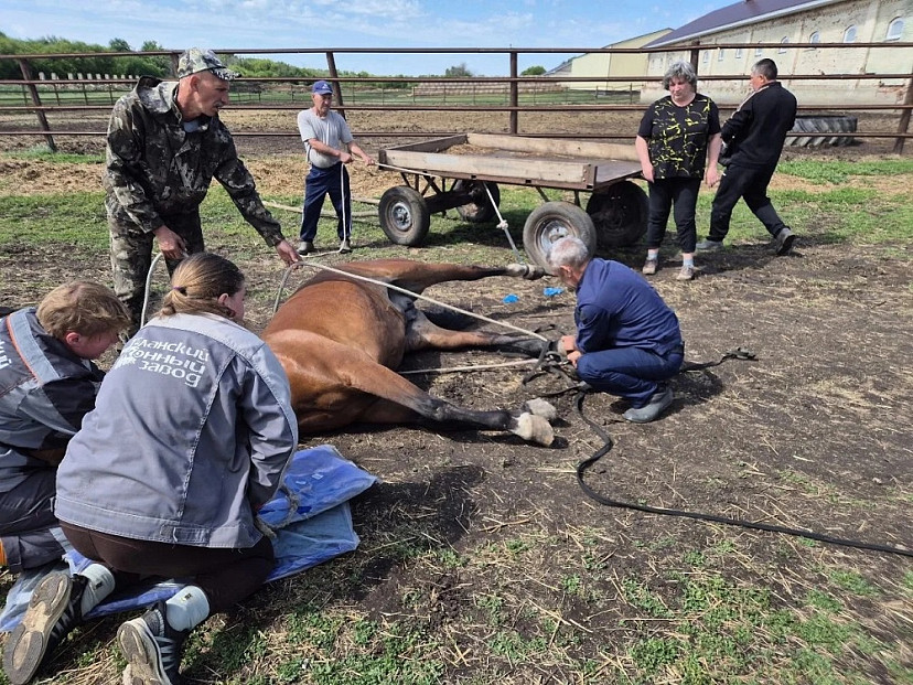 Саратовские ветеринары спасли лошадь Валькирию с рваной раной