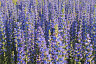 Саратовцев напугало поле с ядовитыми цветами вдоль дороги